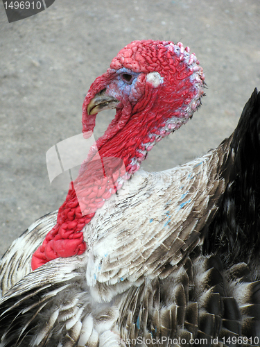 Image of turkey 