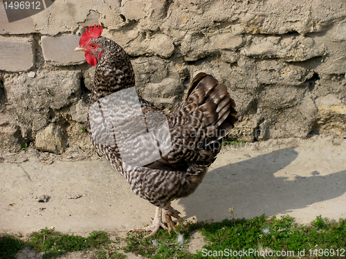 Image of hen in a yard     