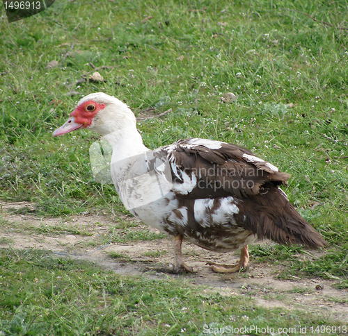 Image of duck in a yard    