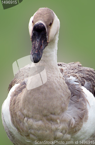 Image of goose 