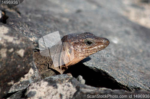 Image of lizard