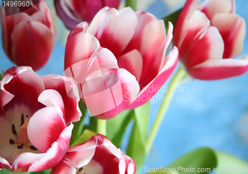 Image of Bouquet of the fresh tulips on the blue background