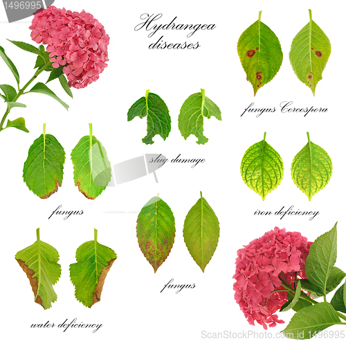 Image of Diseases of Hydrangea macrophylla  flower  isolated on white background