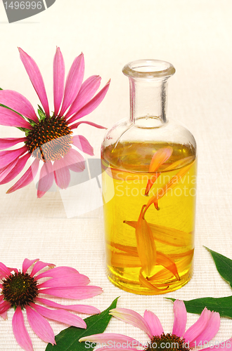 Image of Coneflower essential  oil in bottle - stillife