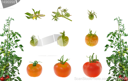 Image of Evolution of red tomato isolated on white background