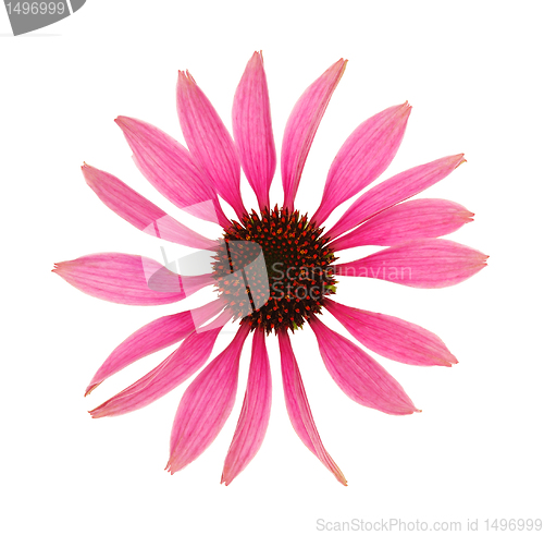 Image of Echinacea purpurea flower head isolated on white background