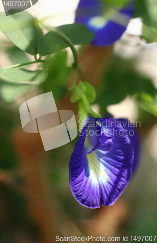 Image of The butterfly pea