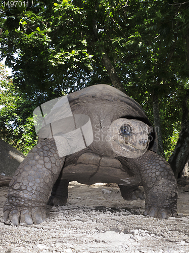 Image of Giant tortoise