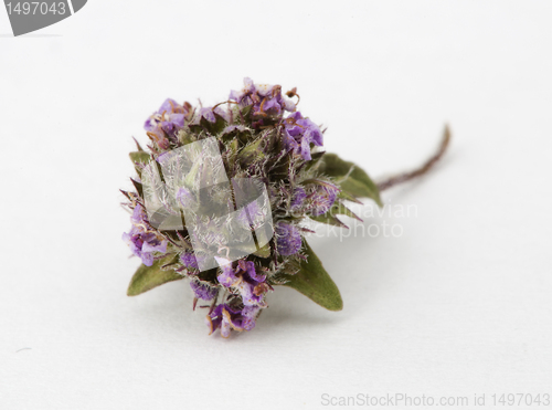 Image of Dried thyme and leaves