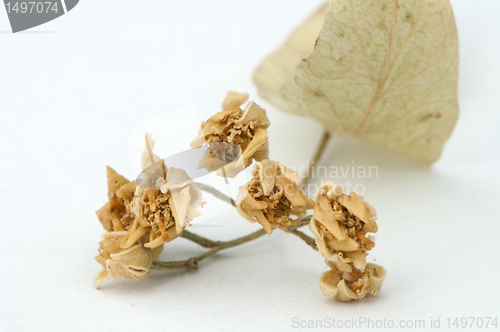 Image of Dried lime blossom