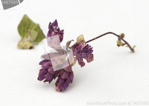 Image of Dried oregano seasoning