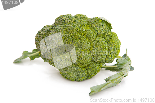 Image of Broccoli