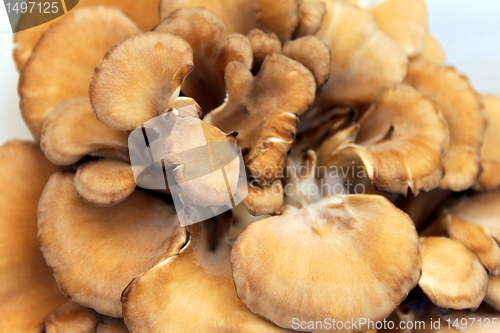 Image of Maitake Mushrooms