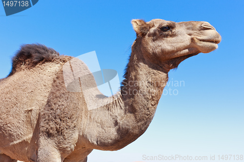 Image of Lone Camel with blue sky