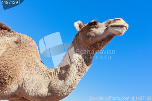 Image of Lone Camel with blue sky