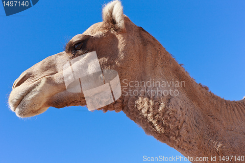 Image of Lone Camel with blue sky