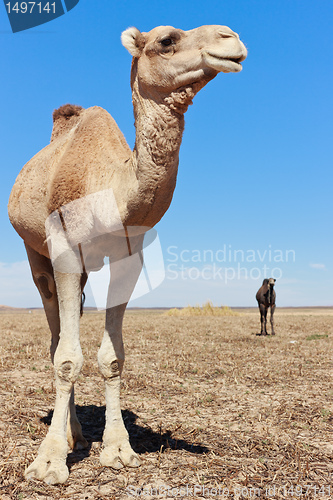 Image of Lone Camel in the Desert with blue sky