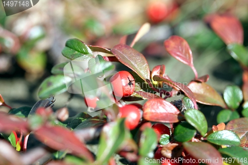 Image of rowanberry