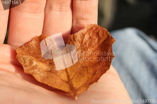 Image of leaf heart