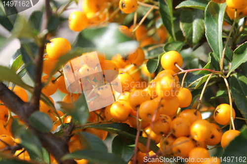 Image of rowanberry