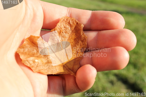 Image of leaf heart