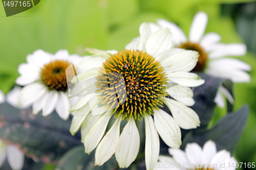 Image of marguerite flowers