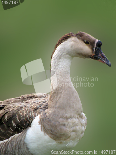 Image of goose