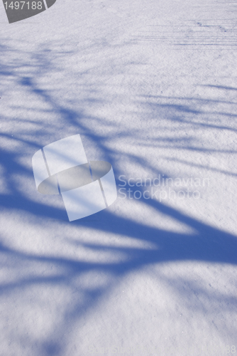Image of Blue tree shadows on the snow 