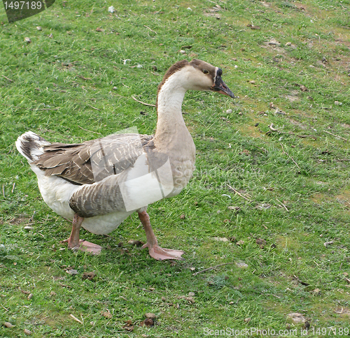 Image of goose in a yard 