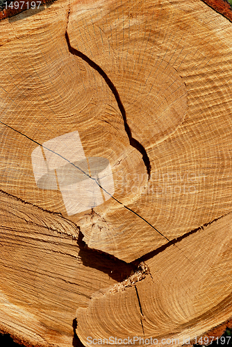 Image of Texture of cut oak 