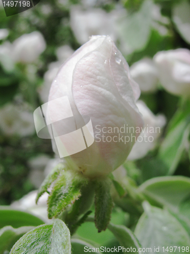 Image of quince tree blossom