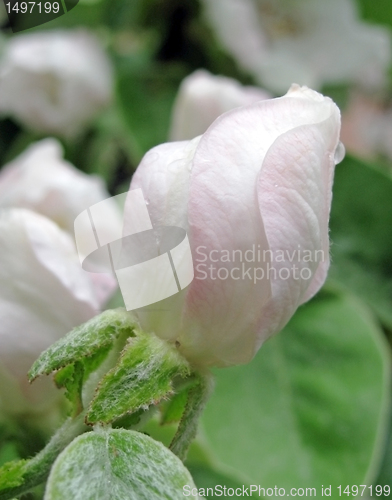 Image of quince tree blossom