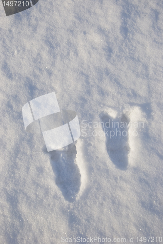 Image of Deer feet imprints 