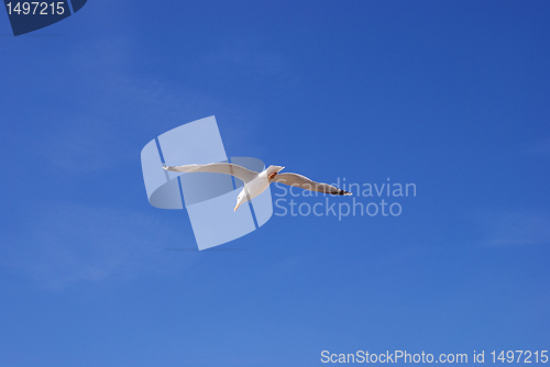 Image of Flying white seagull 