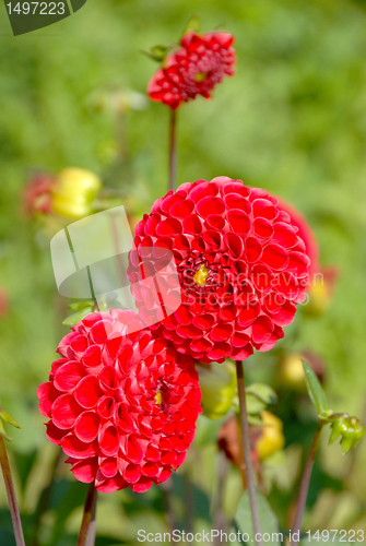Image of Red dahlia flowers 