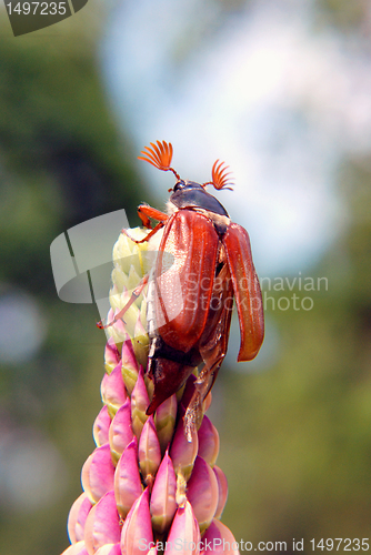 Image of Maybug preparing to fly 