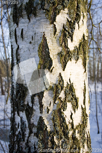 Image of Texture of the birch trunk bark 