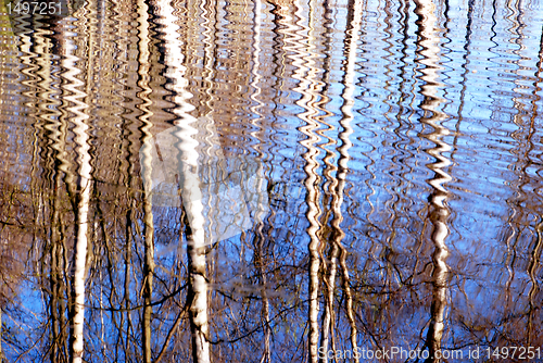 Image of Birch reflection on water 