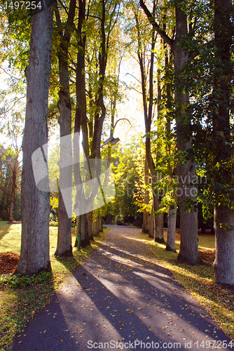 Image of Sunny autumn alley 