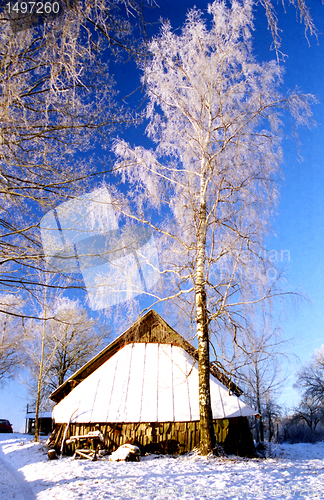 Image of Frosted birch near old farm building 