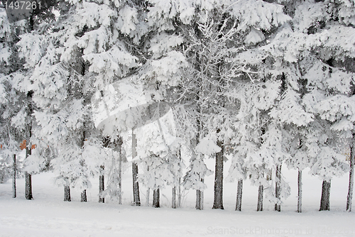 Image of Richly frosted trees 