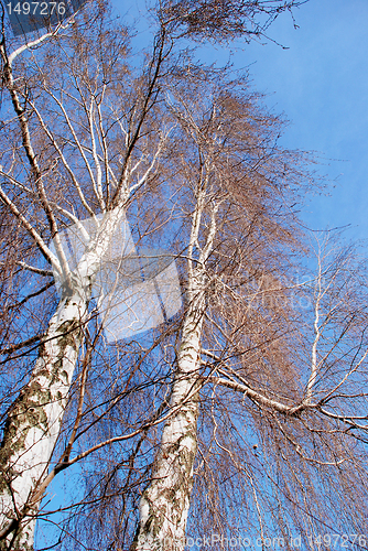 Image of Birches without leaves 