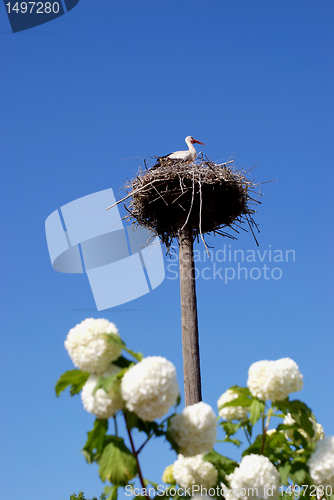 Image of Baby stork in the nest 