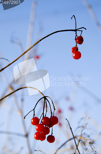 Image of Red viburnum   berries in winter 