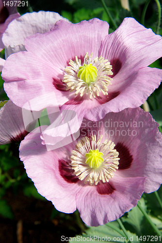 Image of Nutritional blooming poppies 