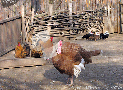 Image of poultry yard