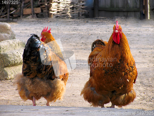 Image of hen and cock