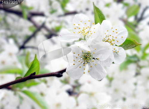 Image of cherry tree blossom 