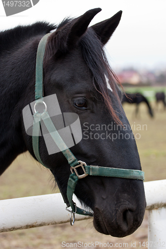 Image of Black Kladruber horse