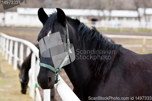Image of Black Kladruber horse